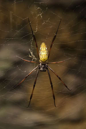 Madagascar Giant Silk Spider (Nephila madagascarensis)  Found throughout Madagascar and Southern Africaの写真素材