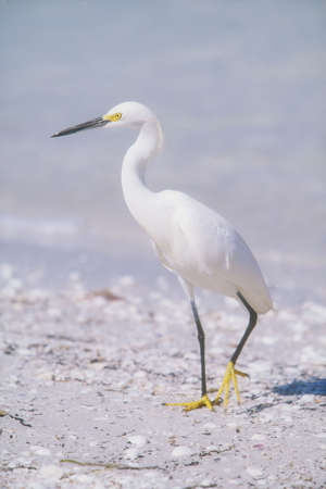 Snowy Egret (Egretta thula) in breeding plumage looking for food on beachの写真素材