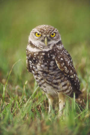 Burrowing owl (Athene cunicularia) adult at burrow, Cape Coral, Florida. The burrowing owl is a candidate for the endangered species list in the United States, and is considered endangered in some provinces of Canada as well.の写真素材