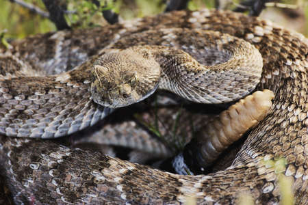 Western Diamondback Rattlesnake (Crotalus atrox) native to the southwestern United States. Growes to a length of 6 feet.の写真素材