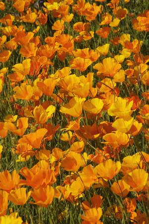 California poppies (Eschscholzia californica) in spring. These brilliant annuals are native to the southern and western states of America.の写真素材
