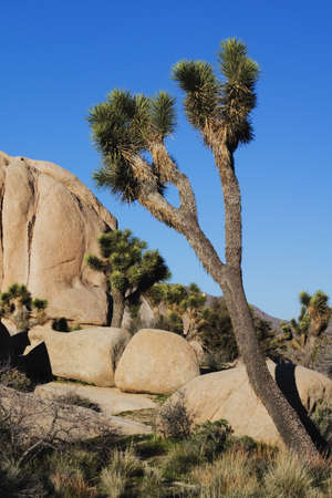 Granite rock formations and Jashua Tree (Yacca spp.) in Joshua Tree National Park, Californiaの写真素材