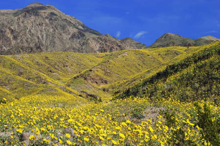 Desert Gold (Gerea canescens) blooming in Death Valley National Park, Californiaの写真素材