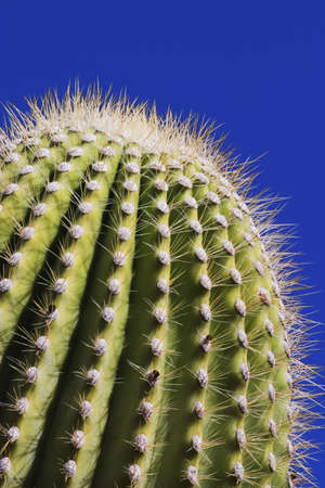 Detail of Saguaro Cactus (Carnegia gigantea), Sonoran Desert, Arizona.の写真素材