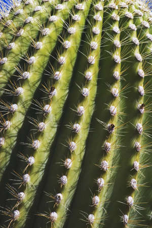 Detail of Saguaro Cactus (Carnegia gigantea), Sonoran Desert, Arizona.の写真素材
