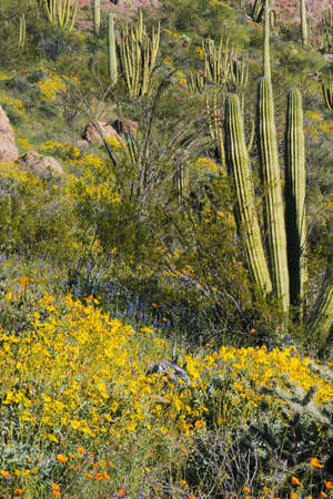 Desert landscape with Brittlebush (Encilia farinosa), Gold Poppies (Eschscholtzia mexicana), and Organ Pipe Cactus (Stenocereus thurberi)の写真素材