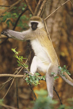Black-faced Vervet Monkey (Cercopithecus aethiops). Native to the woodlands and savannas of central...