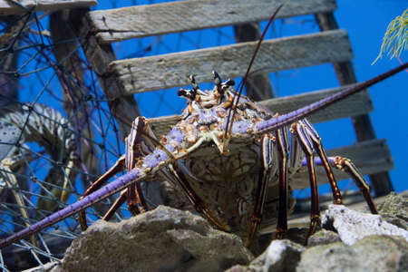 Caribbean Spiny Lobster  also knowen as the Florida Spiny Lobster (Panulirus argus) inhabits tropical and subtropical waters of the Atlantic Ocean, Caribbean Sea, and Gulf of Mexico.の写真素材