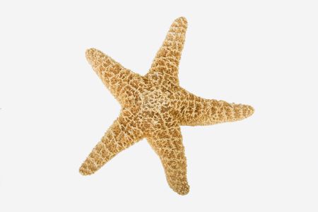 Starfish on white background ready for cut outの写真素材