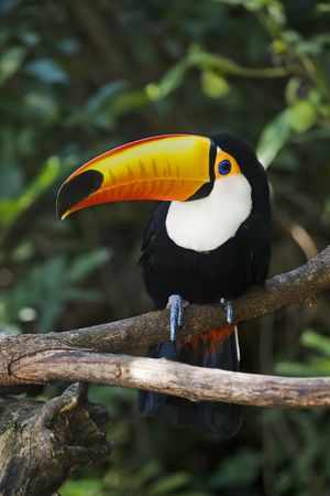 Toco Toucan Ramphastos toco  Toucan is the Brazilian name for a bird of the tropical American ...