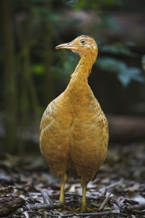 The Red-winged Tinamou  Rhynchotus rufescens is a medium-sized ground-living bird from southern Brazil, Paraguay, Peru, Uruguay, Bolivia and northern Argentina.の写真素材
