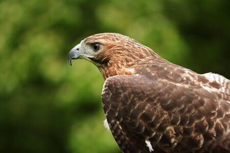 Close up of a Red Tailed Hawk  Buteo jamaicensisの写真素材