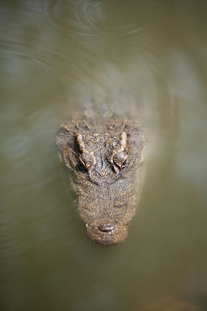 The Siamese crocodile (Crocodylus siamensis) is a freshwater crocodile native to Indonesia (Borneo...