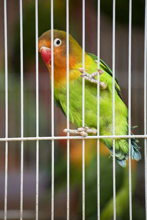 Pet Lovebirds at a local pet store.The Fischer's Lovebird (Agapornis fischeri) is a small parrot species of the Lovebird genus. Fischer's Lovebird are native to a small area of east-central Africa, south and southeast of Lake Victoria in northern Tanzaniaの写真素材
