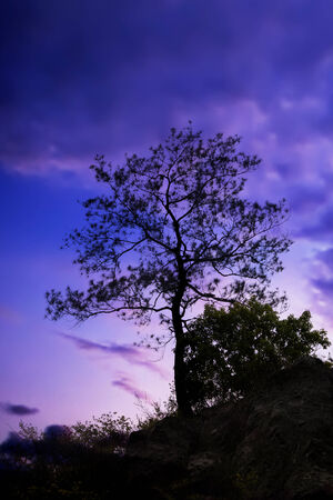 Tree standing silhouetted against the morning sunriseの写真素材