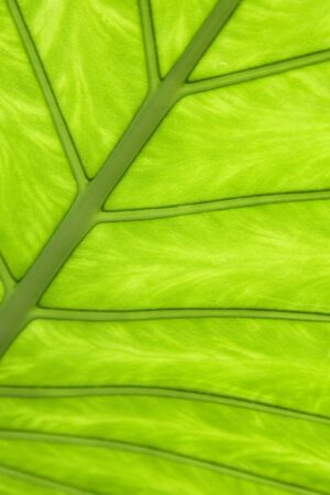 Close-up of a green leaf pattern