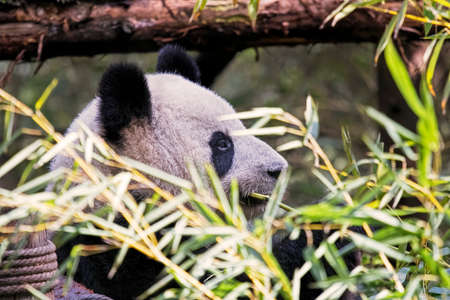 Adult Giant Panda eating bamboo at the Chengdu Research Base of Giant Panda Breeding, Chengdu, Chinaの写真素材