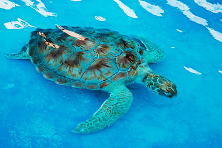 Hawksbill sea turtle Eretmochelys imbricata at a rehabilitation center in Cancun Mexico. The...
