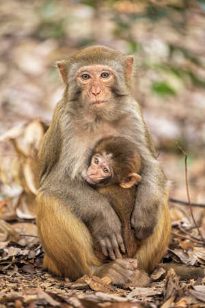 The Rhesus Macaque Macaca mulatta, is one of the best-known species of Old World monkeys.  Rhesus Macaques inhabit a great variety of habitats from grasslands to arid and forested areas. Native to northern India, Bangladesh, Pakistan, Nepal, Burma, Thailand, Afghanistan, Vietnam, southern China.の写真素材