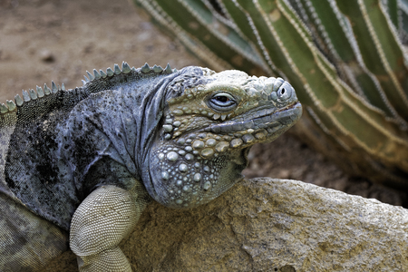 Grand Cayman Blue Iguana. Cyclura lewisi is an endangered species and is native to the Cayman islandsの写真素材