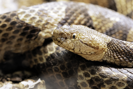 Northern Copperhead, Agkistrodon contortrix  is a venomous pit viper found in Eastern North America