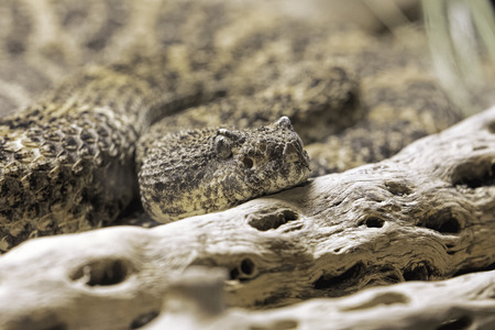 Southwestern Speckled Rattlesnake, Crotalus mitchelli pyrrhus is a venomous pit viper found in the southwestern United States and northwestern Mexicoの写真素材