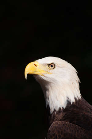 Dramatic portrait of the Bold Eagle Haliaeetus leucocephalus the symbol of American prideの写真素材