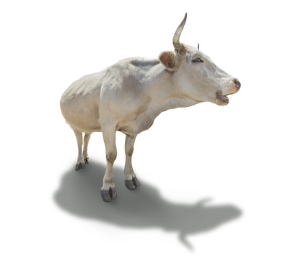 white cow with long horns isolated on whiteの写真素材