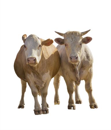 Cow or calf standing on the ground. The cow is isolated on white background and may cast shadowの写真素材