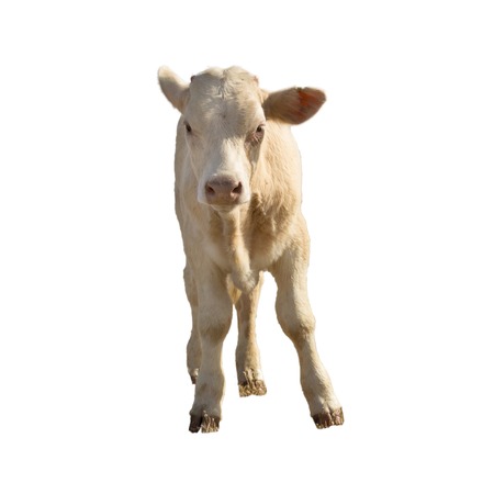 Cow or calf standing on the ground. The cow is isolated on white background and may cast shadowの写真素材