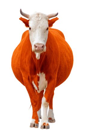 red orange Cow or calf standing on the ground. The cow is isolated on white background and may cast shadowred orange Cow or calf standing on the ground. The cow is isolated on white background and may cast shadowの写真素材