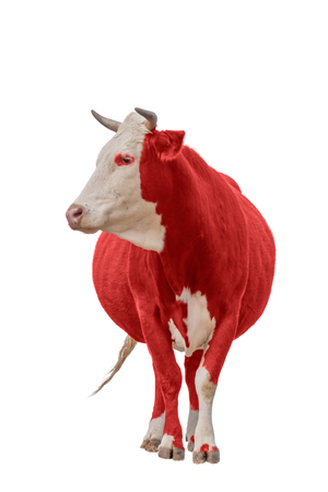 red orange Cow or calf standing on the ground. The cow is isolated on white background and may cast shadowの写真素材