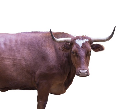 Cow or calf standing on the ground. The cow is isolated on white background and may cast shadowの写真素材