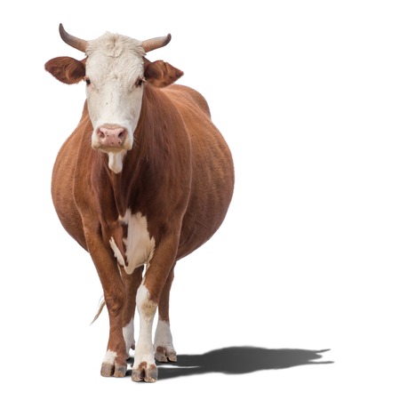 Cow or calf standing on the ground. The cow is isolated on white background and may cast shadow