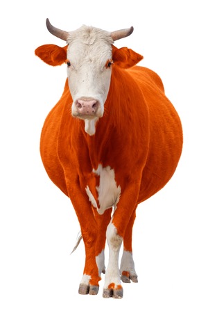 red orange Cow or calf standing on the ground. The cow is isolated on white background and may cast shadowの写真素材