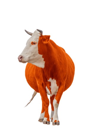 red orange Cow or calf standing on the ground. The cow is isolated on white background and may cast shadowの写真素材