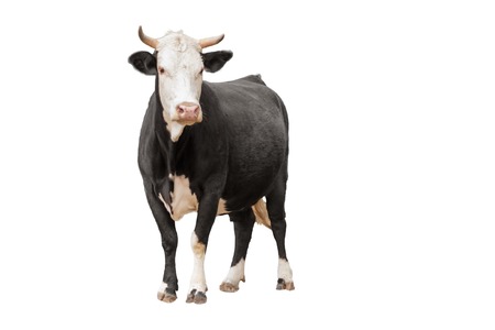 Cow or calf standing on the ground. The cow is isolated on white background and may cast shadowの写真素材