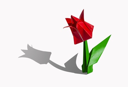 Origami tulip flower.
The tulip is isolated on white background and casts shadow on the surface. It has closed or open petals and a green stalk.の写真素材