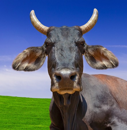 Cow head isolated against blue sky and green grass. The cow is staring at the camera and has big pointy ears.の写真素材