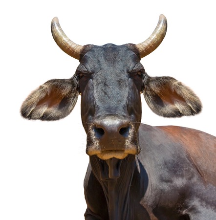 Cow head isolated on white. The cow is staring at the camera and has big pointy ears.の写真素材