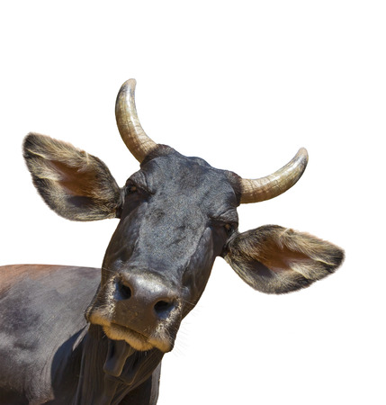 Cow head isolated on white. The cow is staring at the camera and has big pointy ears.の写真素材