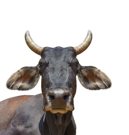 Cow head isolated on white. The cow is staring at the camera and has big pointy ears.の写真素材