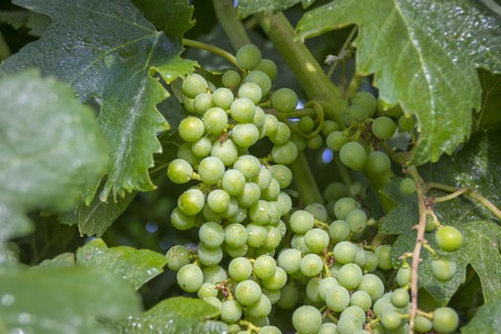 Green and black grapes hanging in the vineyard.Green leaves and vineyard are shown in the image as well.の写真素材