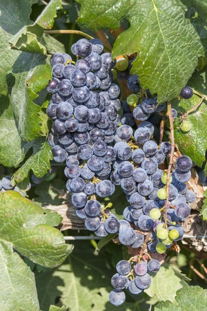 Green and black grapes hanging in the vineyard.Green leaves and vineyard are shown in the image as well.の写真素材