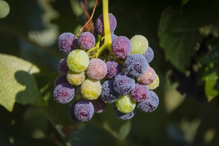 Green and black grapes hanging in the vineyard.Green leaves and vineyard are shown in the image as well.の写真素材