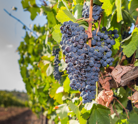 Green vineyard and blue sky in Israel. The images is takes on a clear day with clouds in the sky. there is also bright sun glare. HDR Images.の写真素材