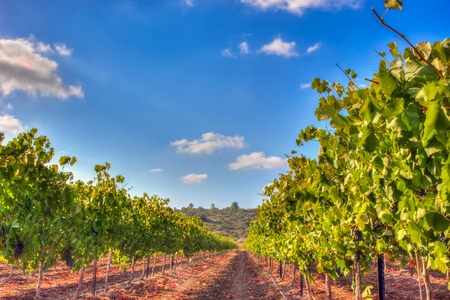 Green vineyard and blue sky in Israel. The images is takes on a clear day with clouds in the sky. there is also bright sun glare. HDR Images.の写真素材