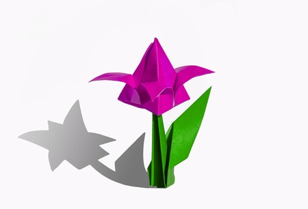 Origami tulip flower.
The tulip is isolated on white background and casts shadow on the surface. It has closed or open petals and a green stalk.の写真素材