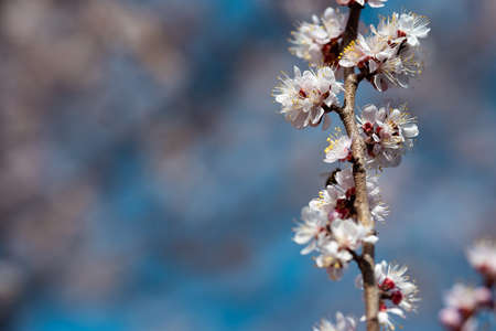 Blooming apricot with white and pink flowers at the background of the sky in spring