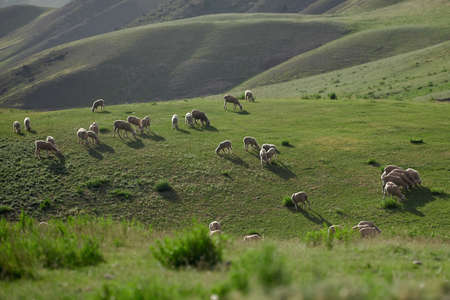 Sheeps grazing in the middle of field in the evening light in the mountainsの写真素材
